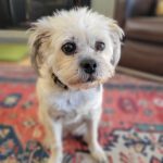 Piper