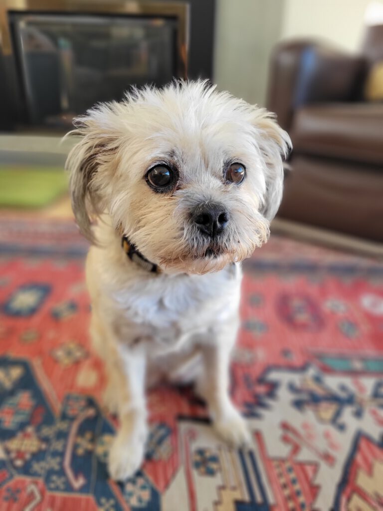 Piper