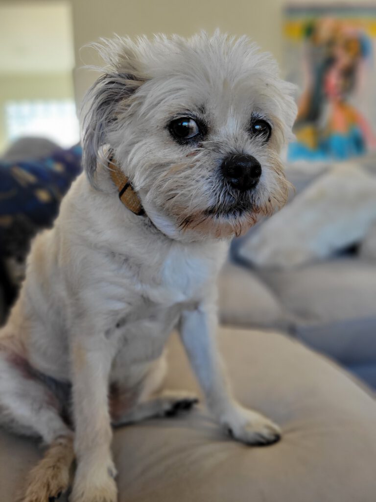 Piper