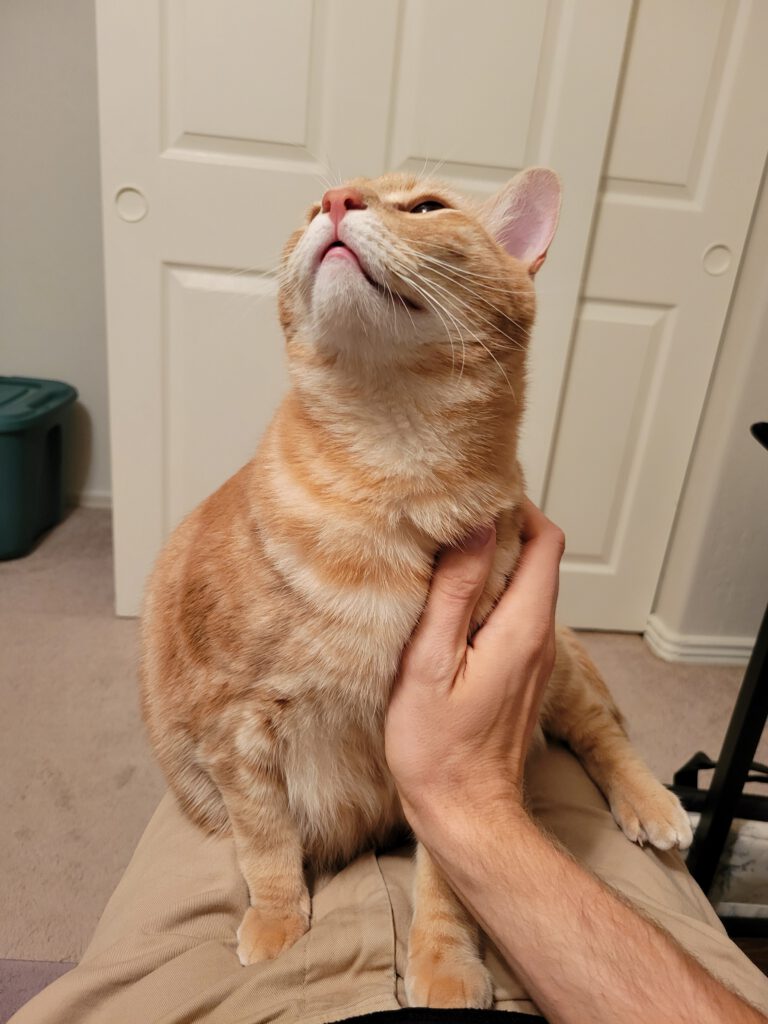 Ginger & Cheddar