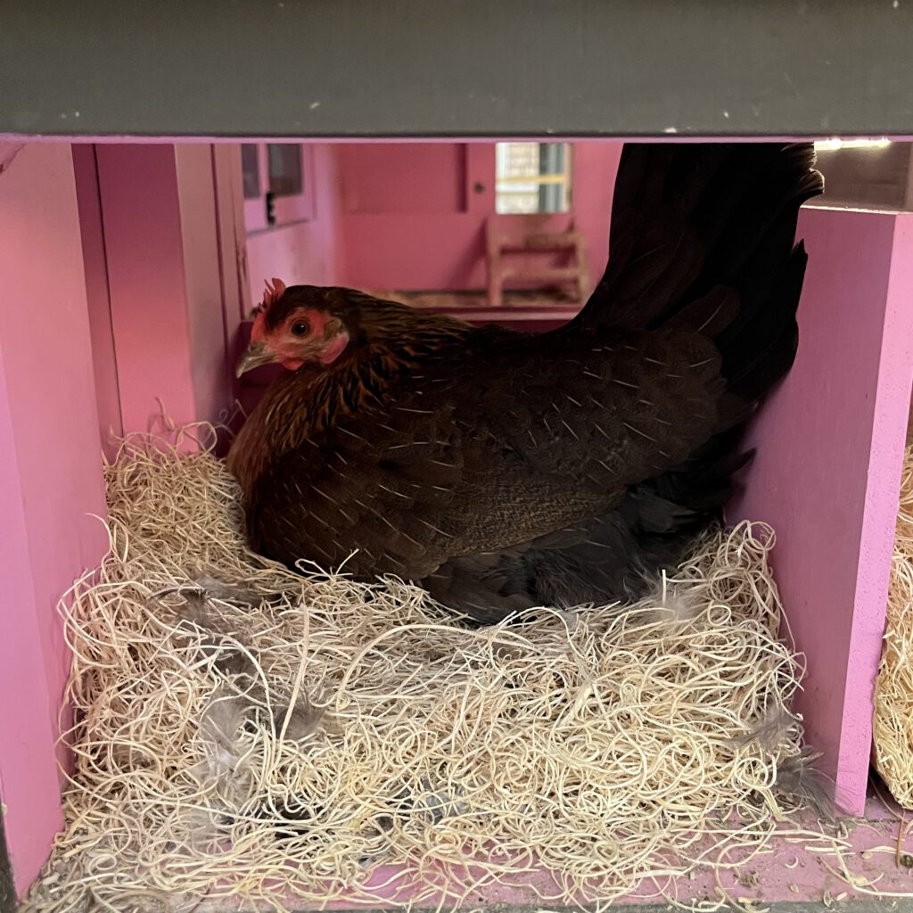 Chicken extra