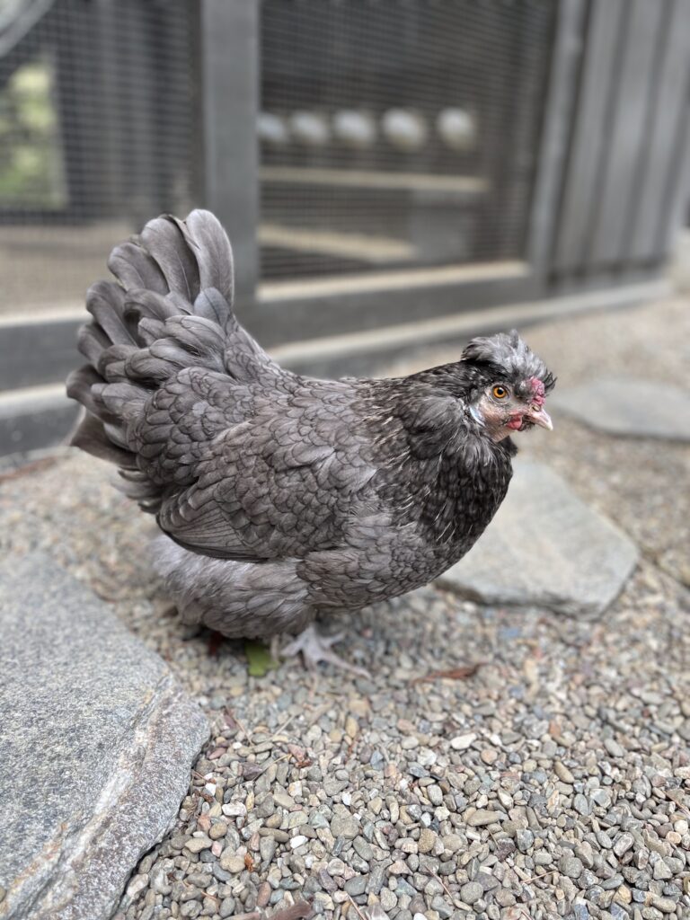 Chicken with us