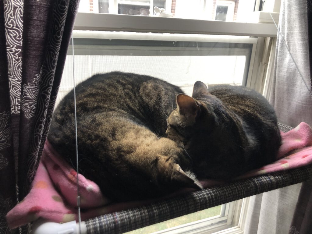 Kora & Roy