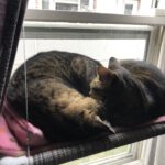 Kora & Roy