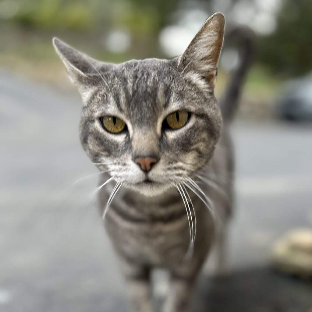 Frankie