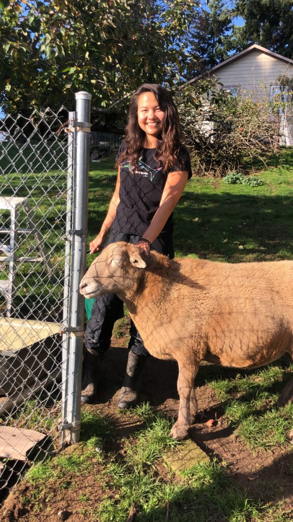 Sheep extra