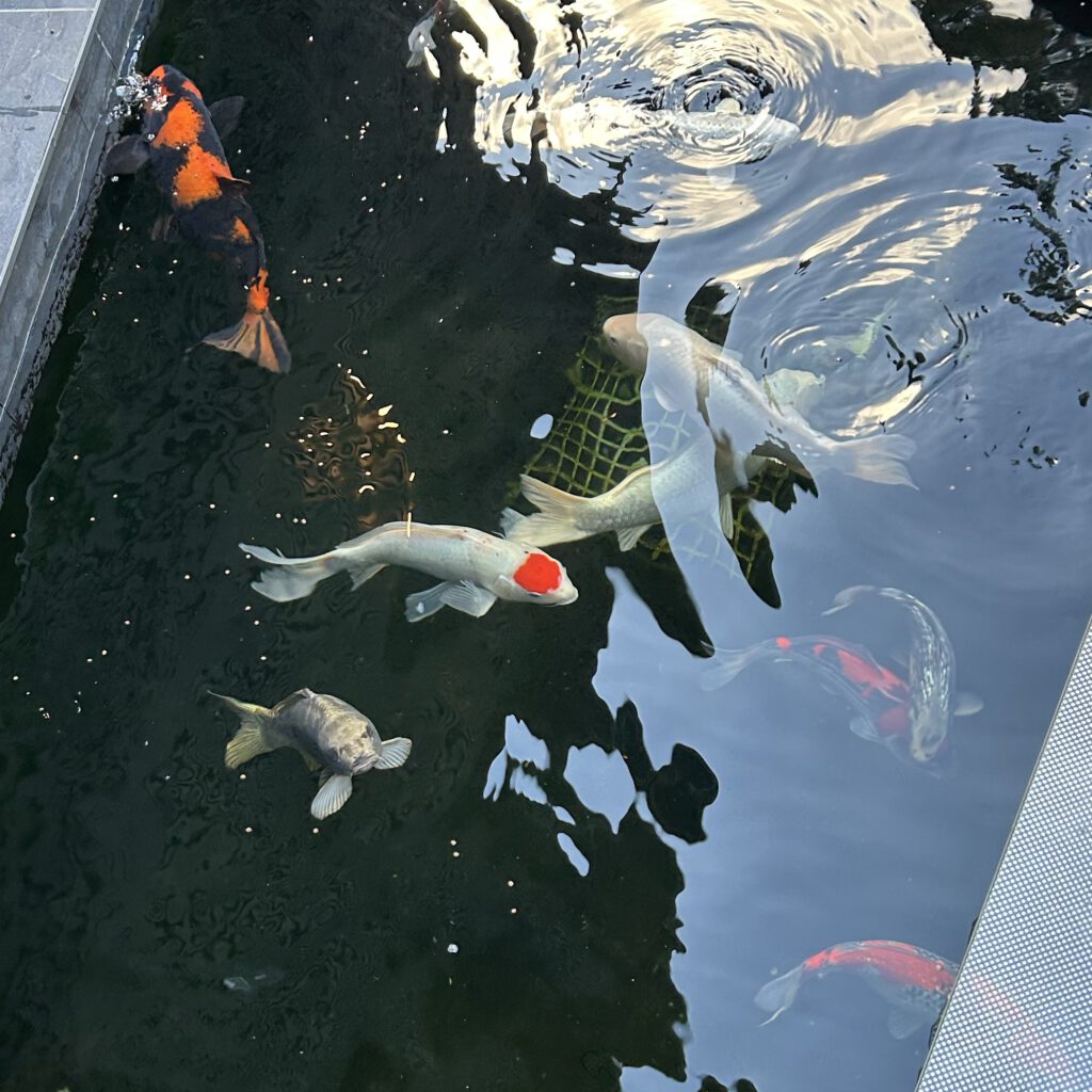 Koi