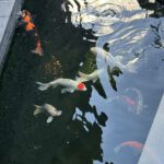 Koi