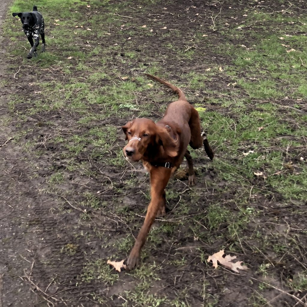 Penny extra