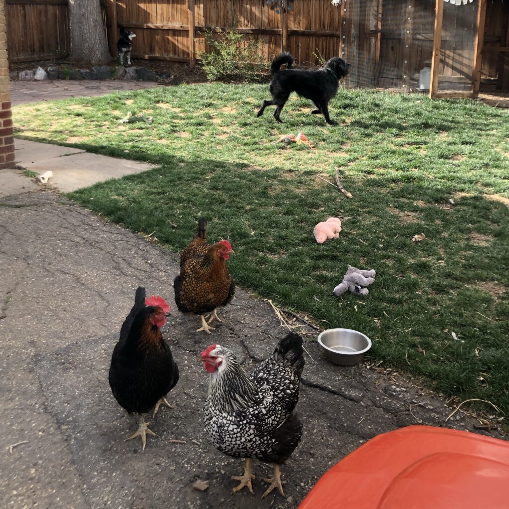 Chicken