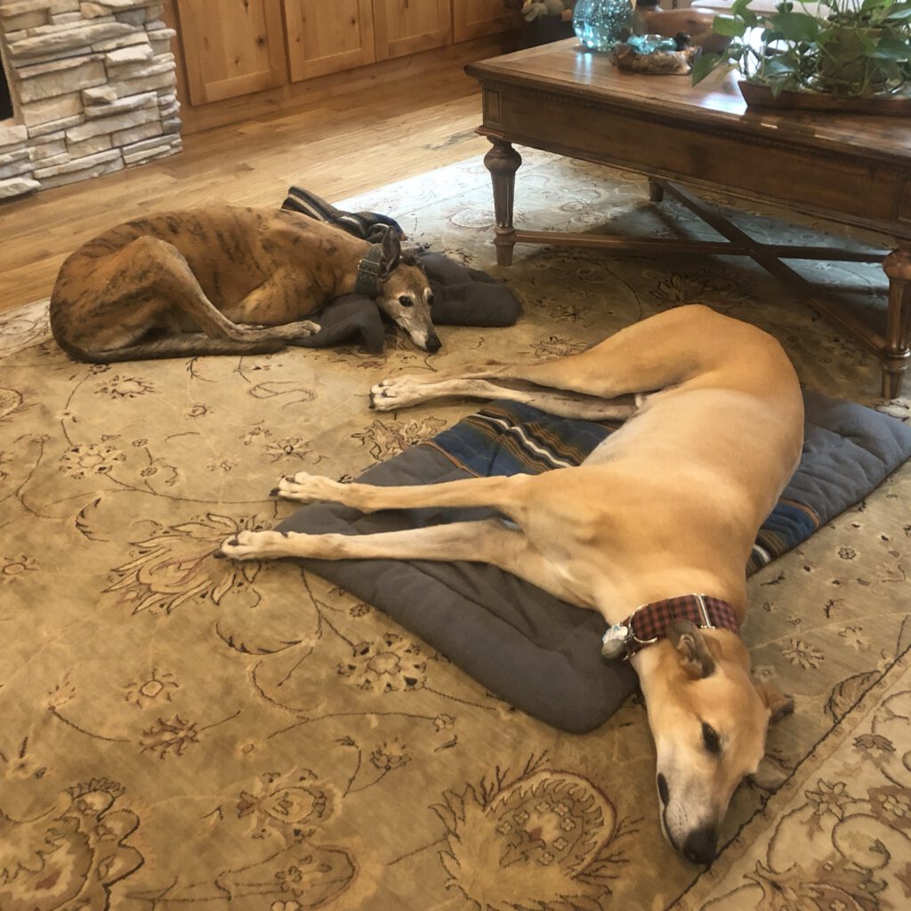 Jessie & Scout