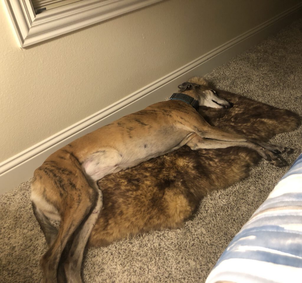 Jessie & Scout