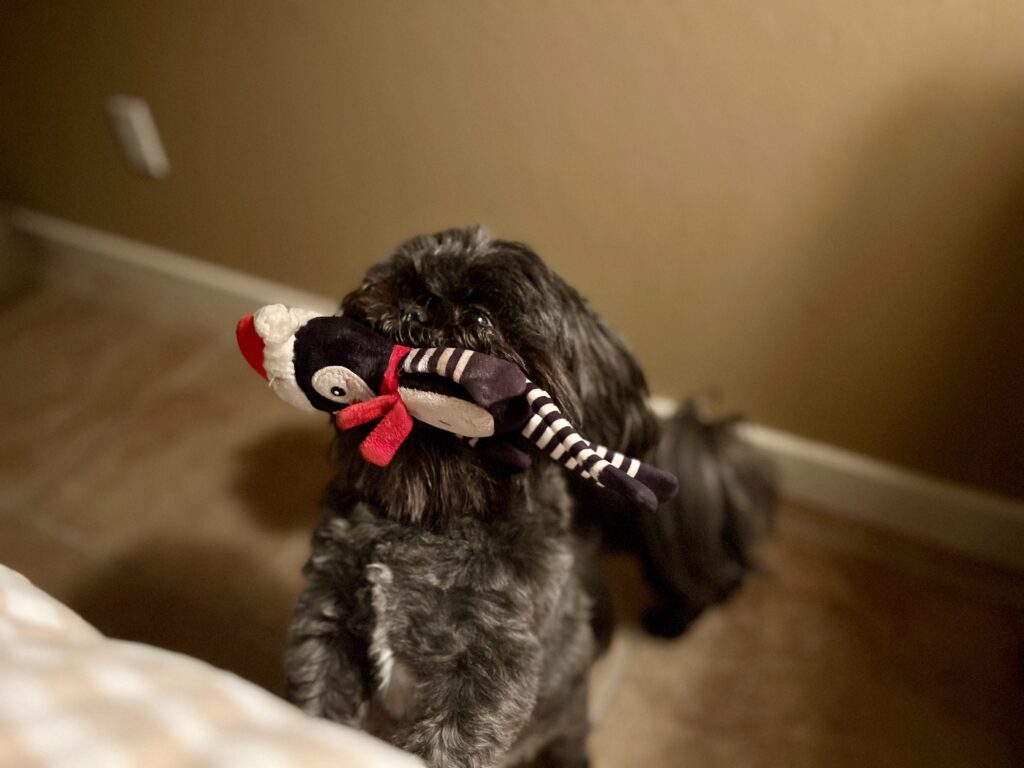 Rebel