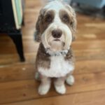 Jack