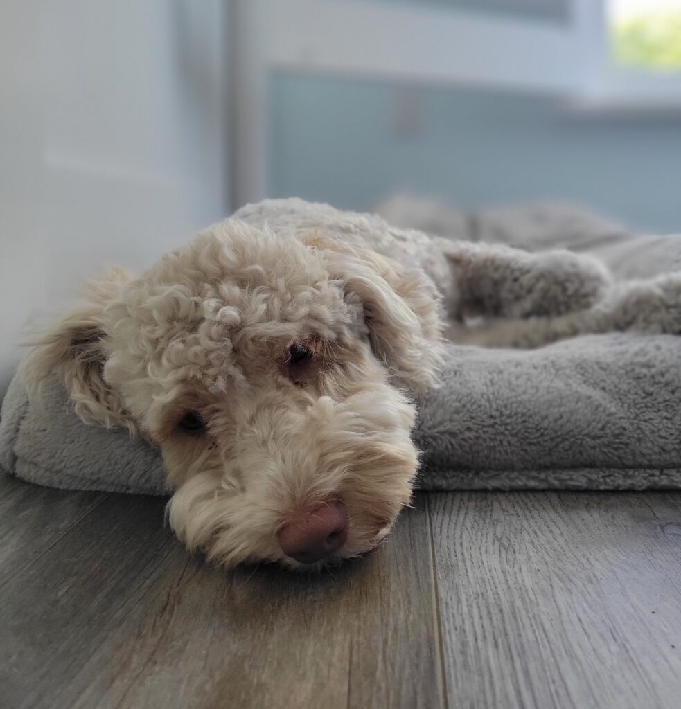 Ollie
