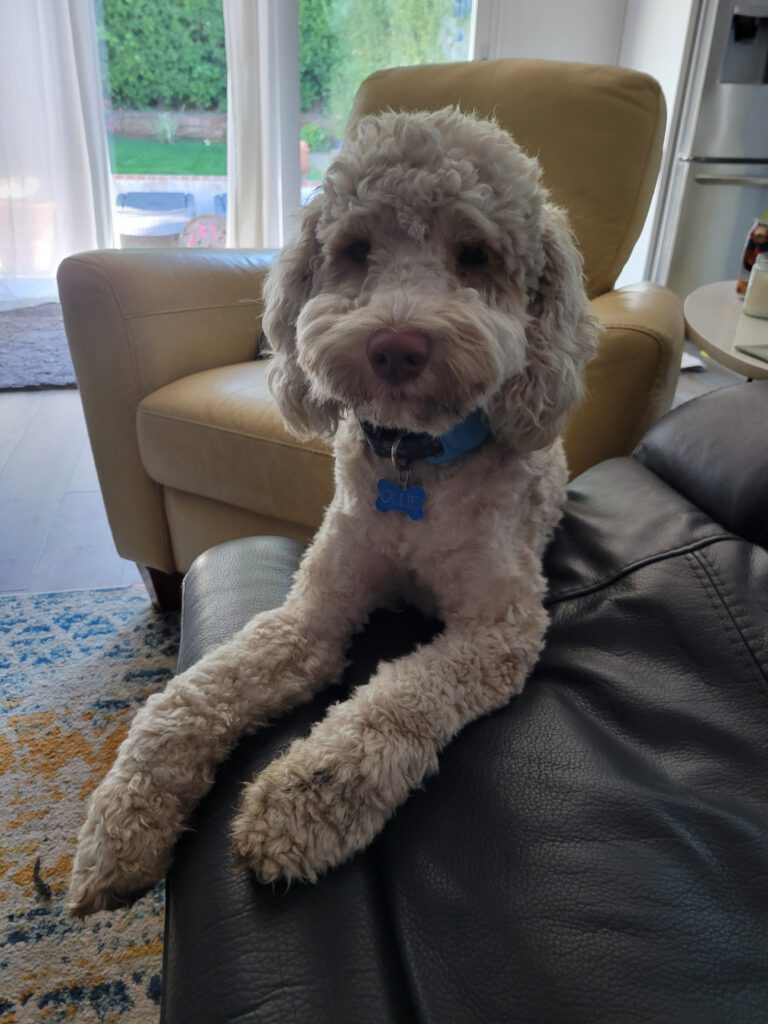 Ollie with us