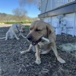 Charlie & Oakley