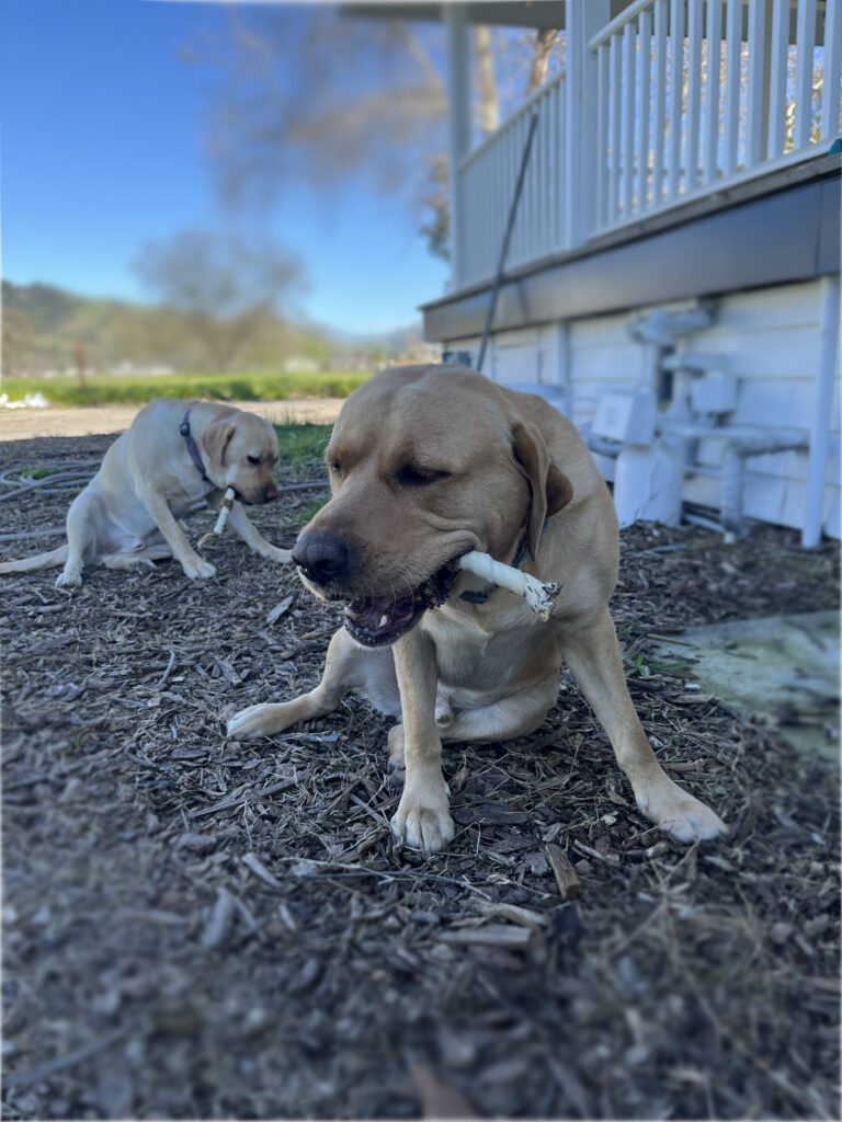 Charlie & Oakley