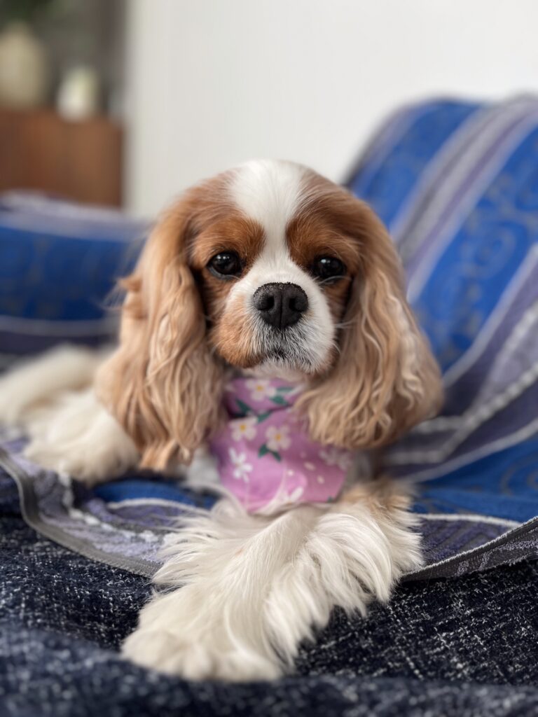 Tobie