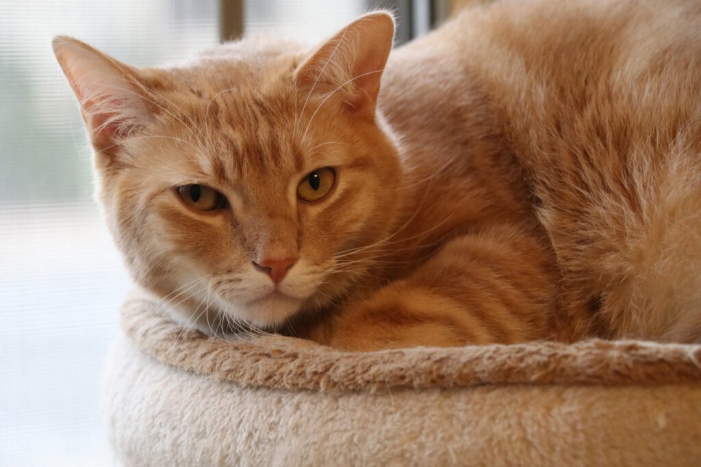Ginger & Cheddar