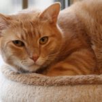 Ginger & Cheddar