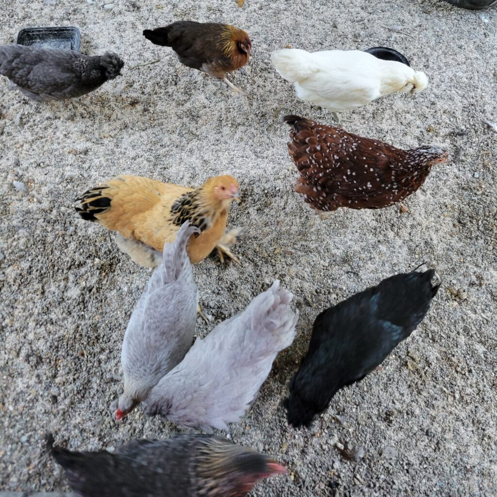 Chicken
