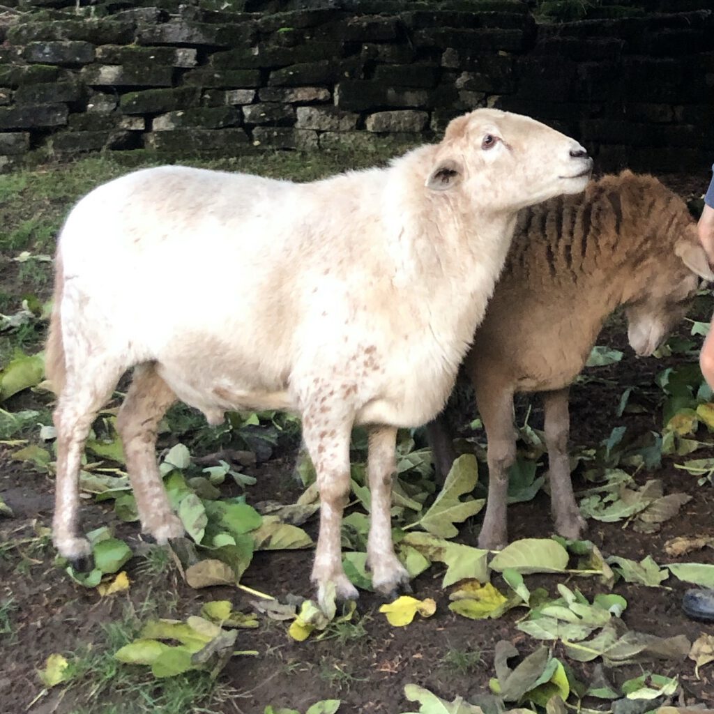 Sheep