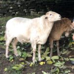 Sheep
