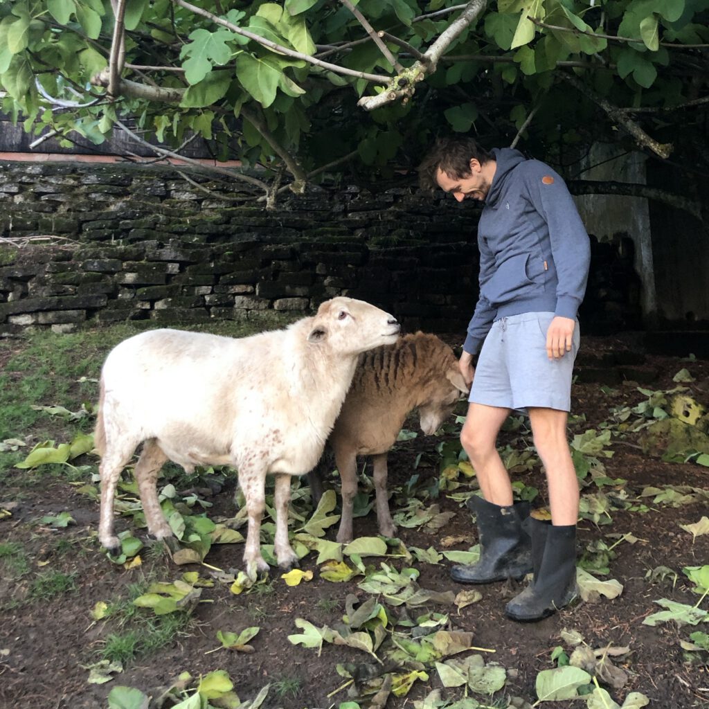 Sheep