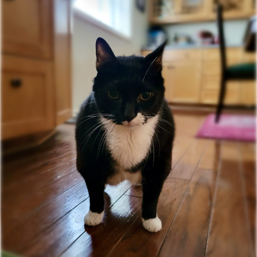 Sammy