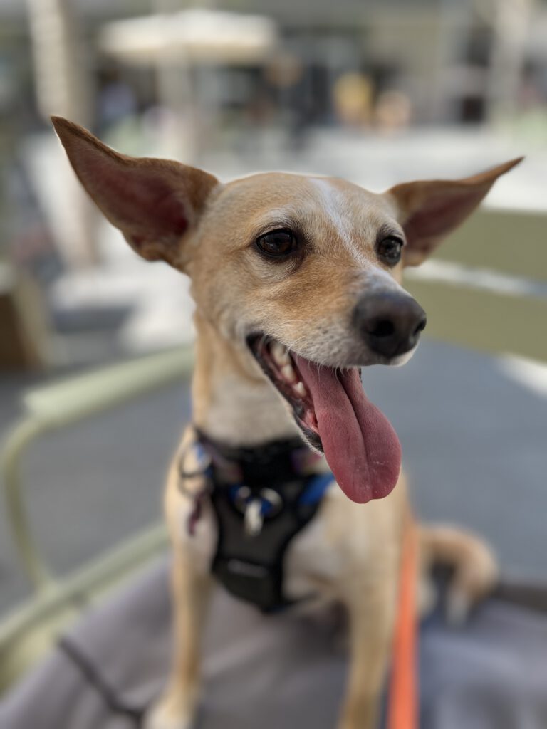 Frankie