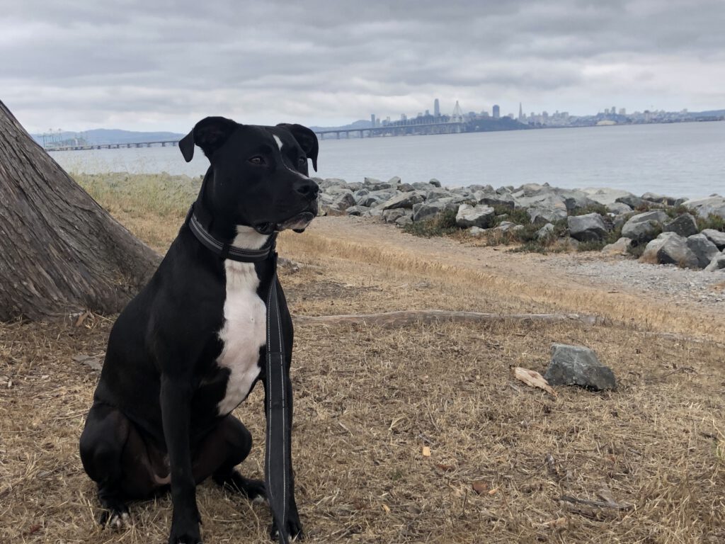 Lila